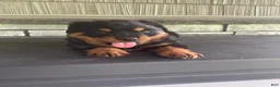 Rottweiler dogs for sale: Abby - Ad 8