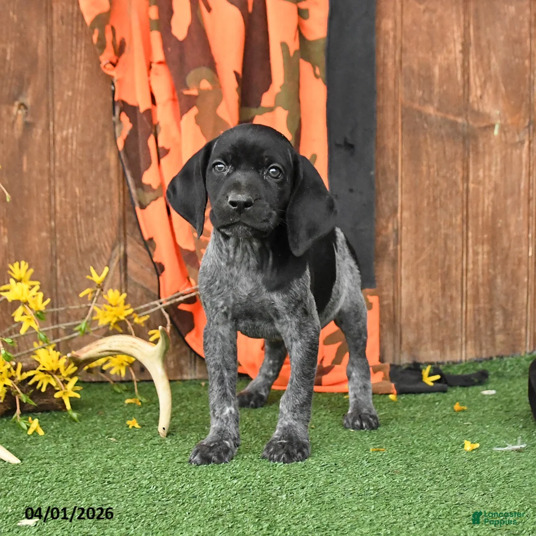 German Shorthaired Pointer dogs for sale: Liberty - Ad 2