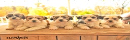 Teddy Bear dogs for sale: Basil  - Ad 6