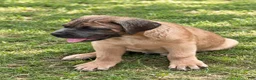 Cane Corso dogs for sale: Cane Corso 1 - Ad 35