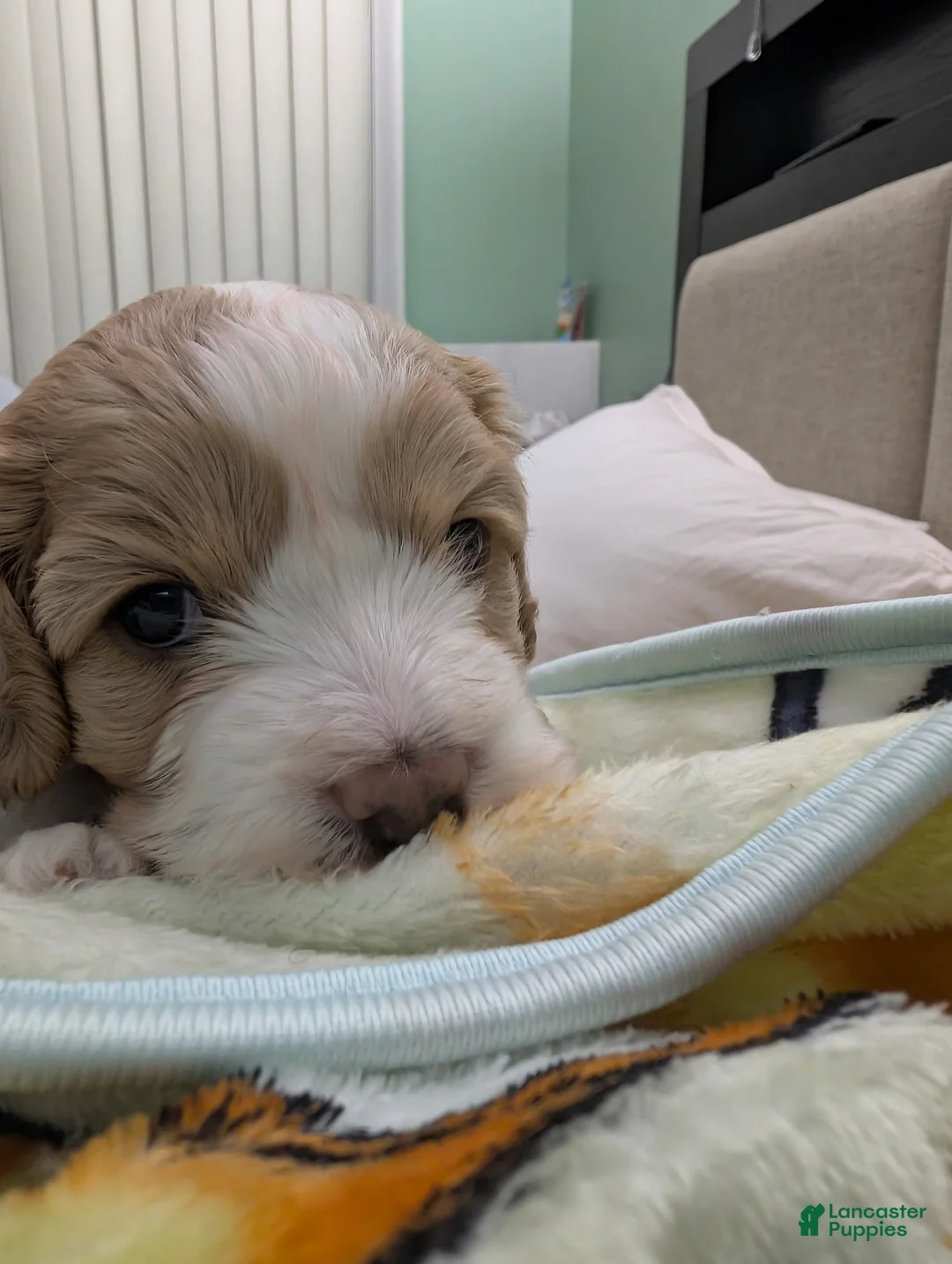 Cavapoo dogs for sale: Cavapoo Puppy 1 - Ad 2