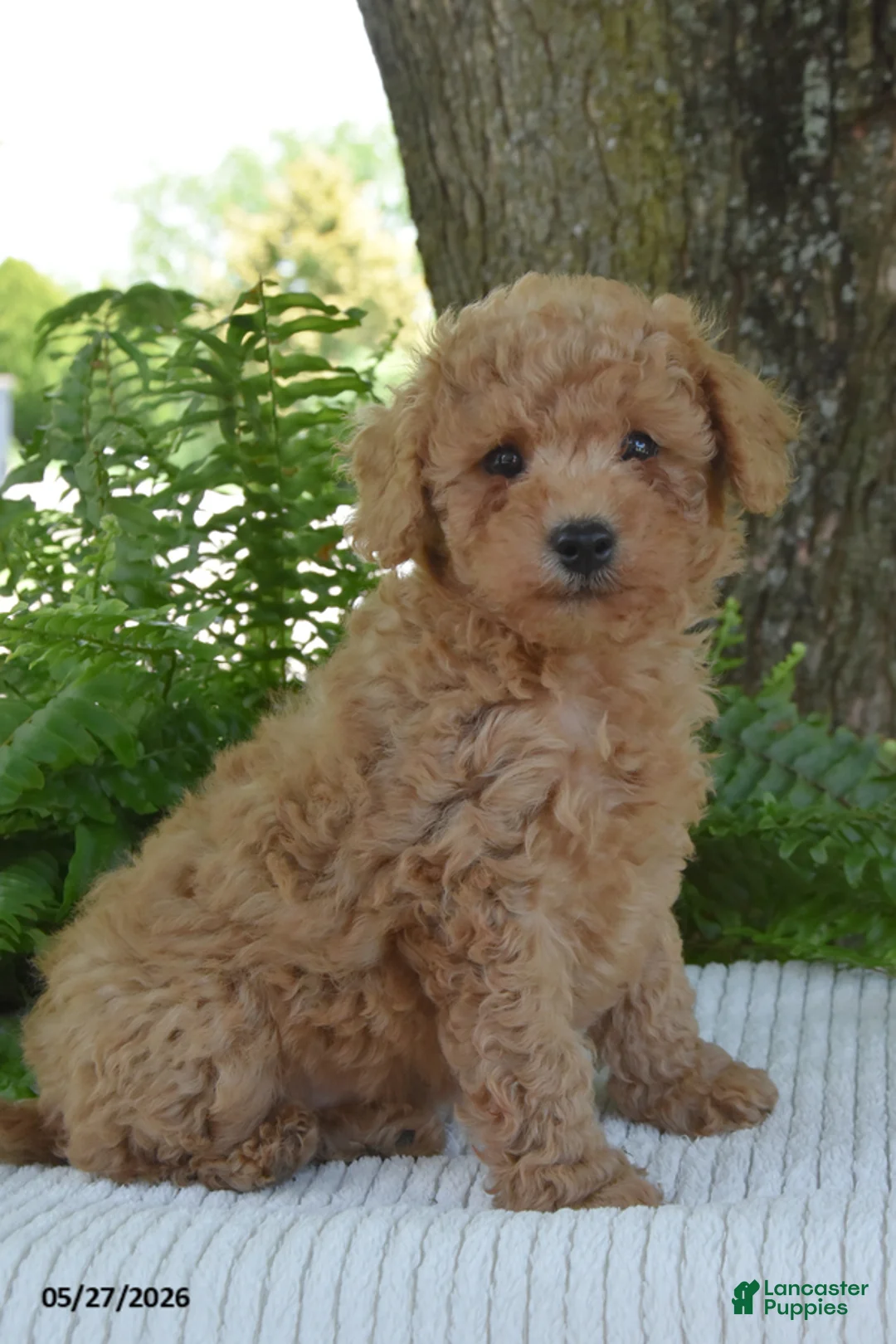 Cockapoo dogs for sale: Krystal - Ad 1