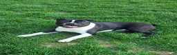 Boston Terrier dogs for sale: Cocoa - Ad 3
