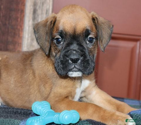 Boxer dogs Ivy - Champ lines - Ad 1