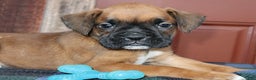 Boxer dogs for sale: Ivy - Champ lines - Ad 1