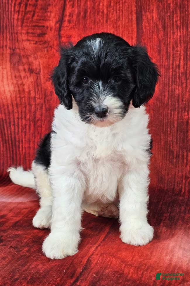 Mini Sheepadoodle dogs Winterfell - Ad 14