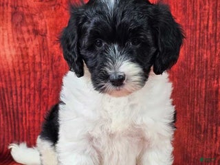Mini Sheepadoodle dogs Winterfell - Ad 5