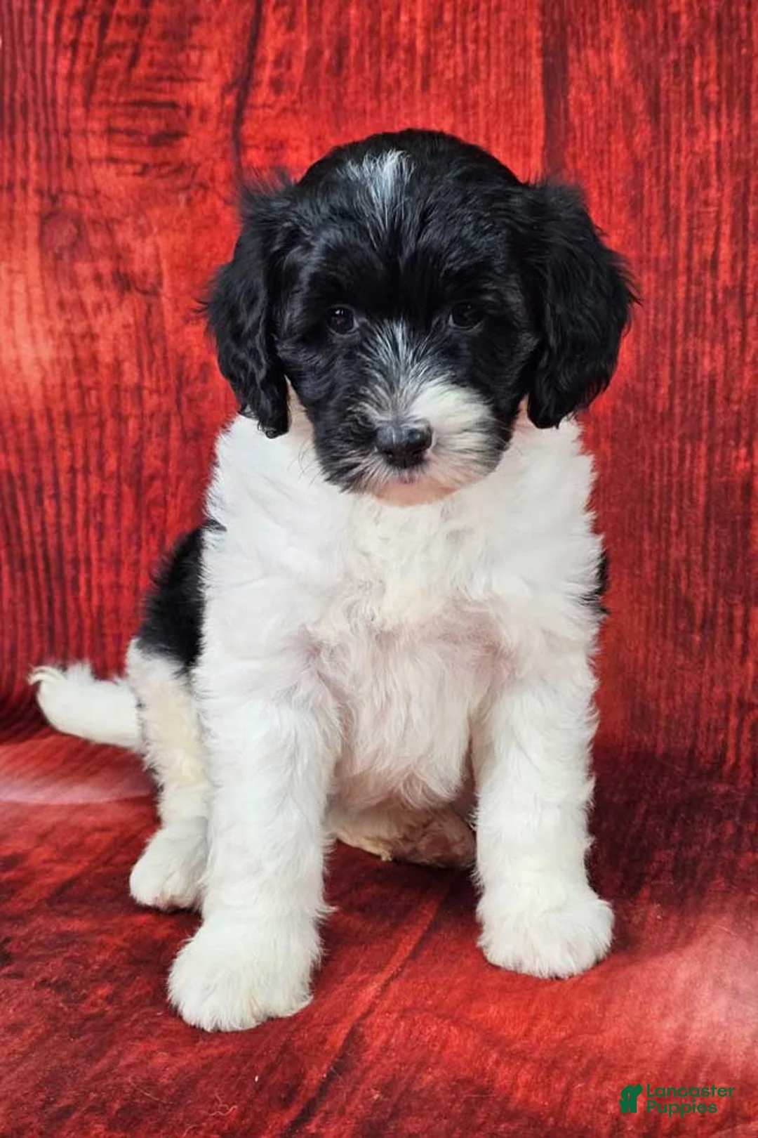 Mini Sheepadoodle dogs for sale: Winterfell - Ad 1