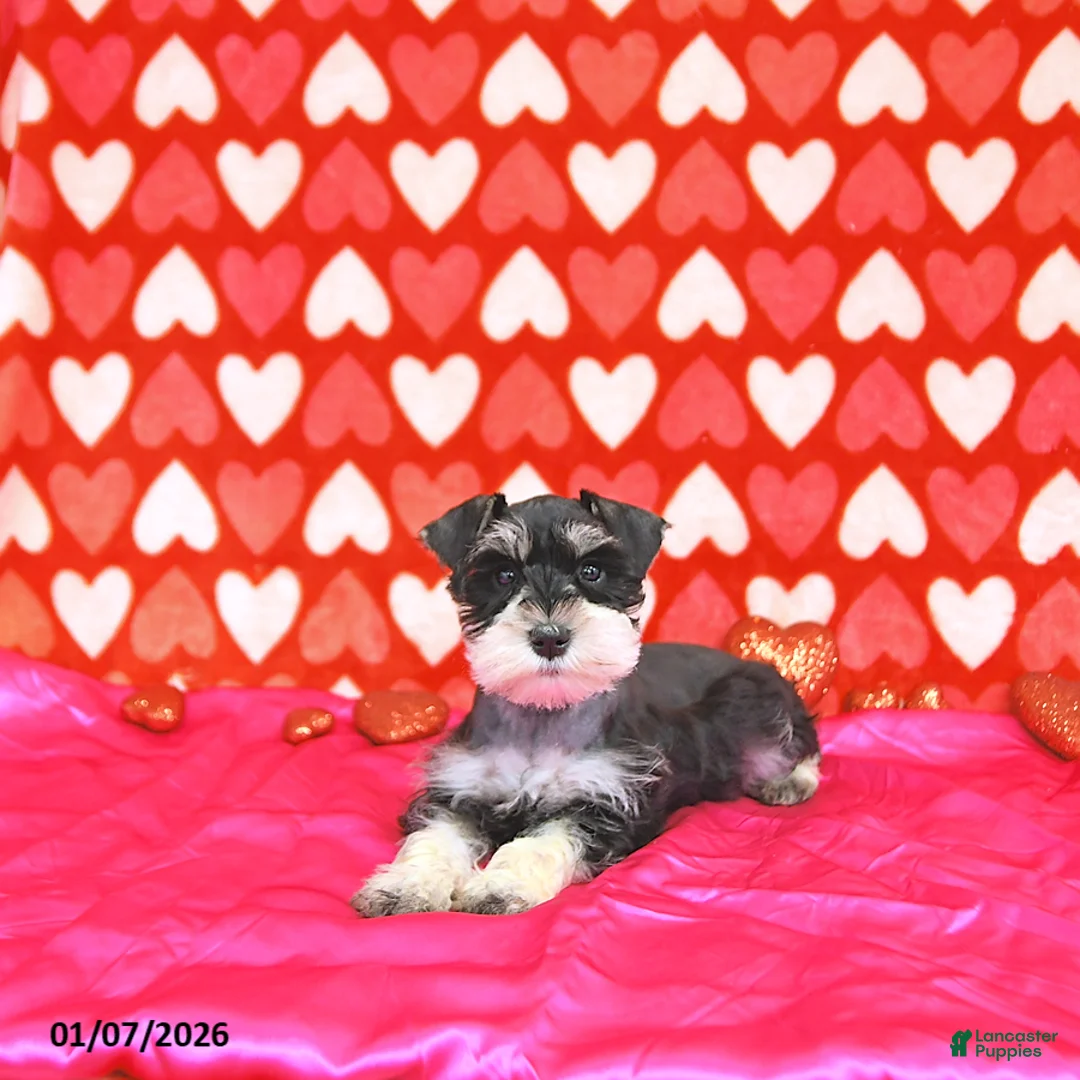 Miniature Schnauzer dogs for sale: Bailey - Ad 10