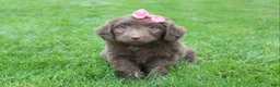 Mini Aussiedoodle dogs for sale: Cora - Ad 4