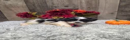 Teddy Bear dogs for sale: Austin - Ad 1