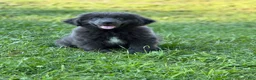 Newfoundland dogs for sale: Phoebe DNA clear OFA Gray - Ad 3