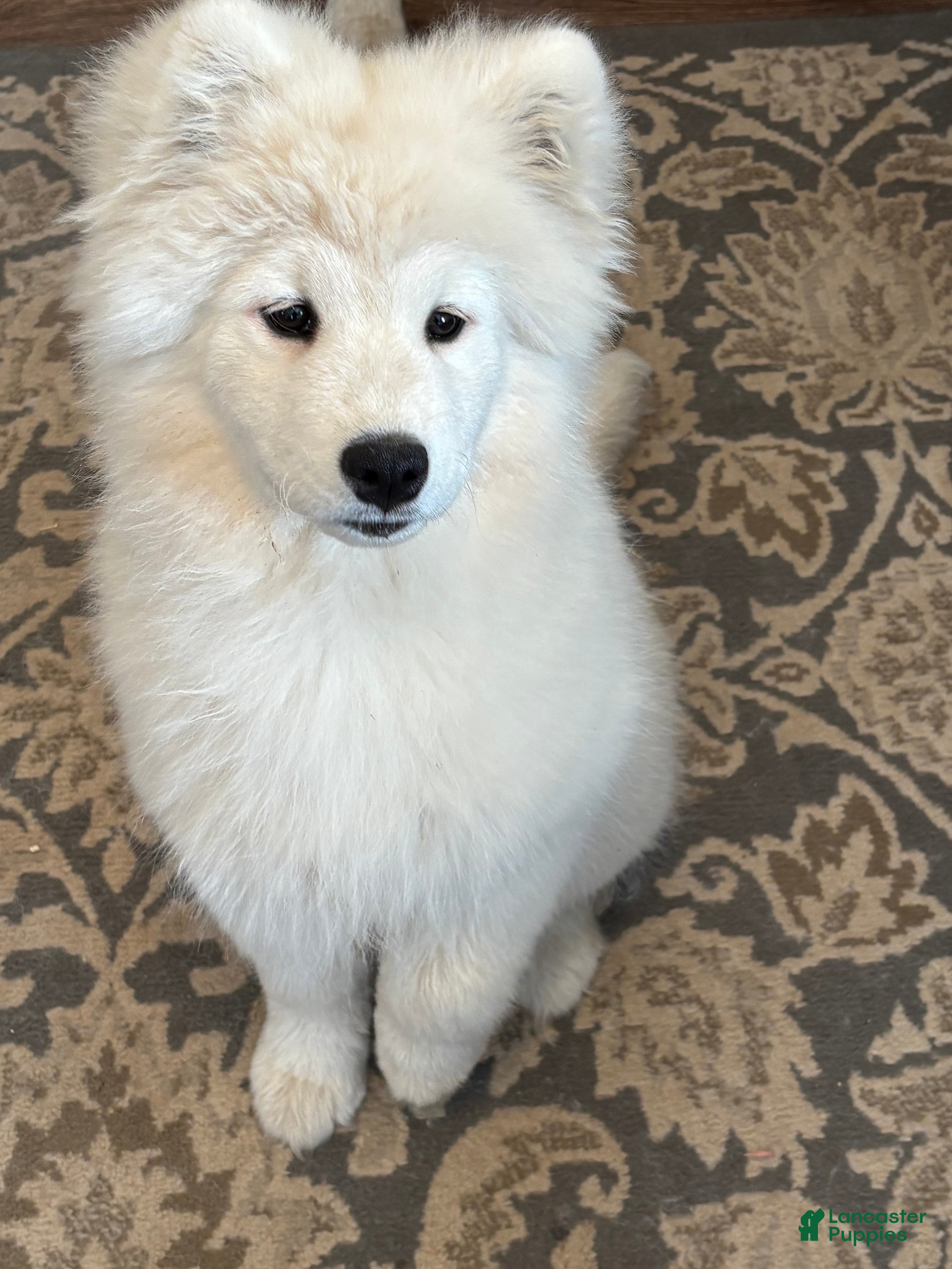 Samoyed dogs Min - Ad 2