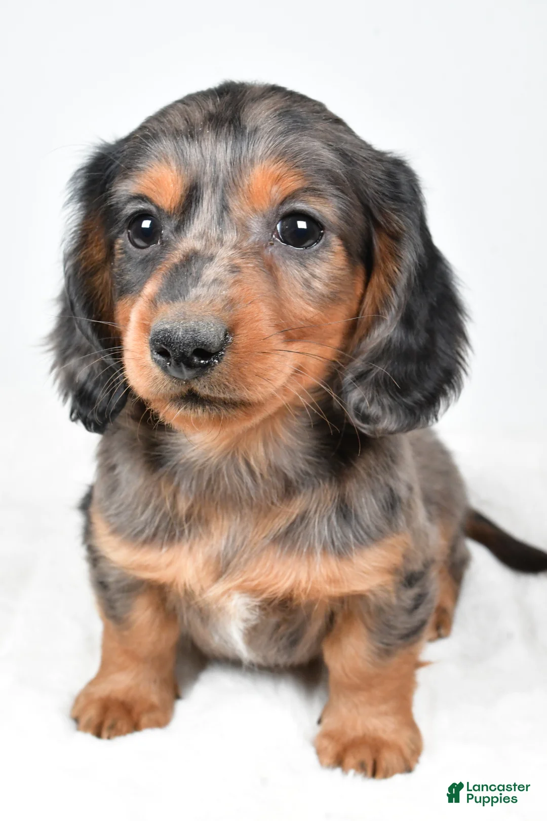 Dachshund dogs for sale: Sammy - Ad 4