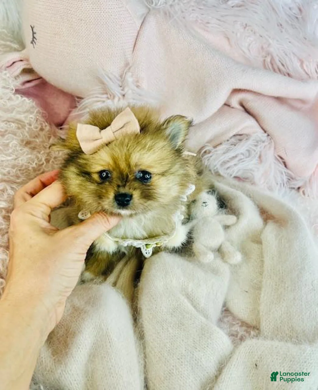 Pomeranian dogs for sale: Pomeranian Puppy 1 - Ad 3