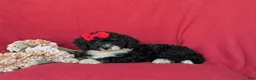 Mini Bernedoodle dogs for sale: Genevieve Hypoallergenic - Ad 4