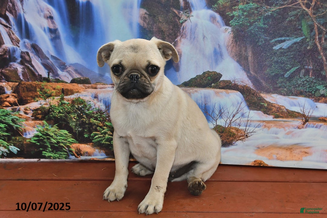 Pug dogs for sale: Wee Willy Winkie - Ad 9