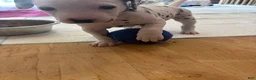 Dalmatian dogs for sale: Dalmatian 7 - Ad 6
