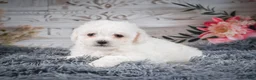 Bichon Frise dogs for sale: AKC-Faith - Ad 7