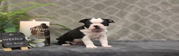 Boston Terrier dogs for sale: Azure - Ad 8