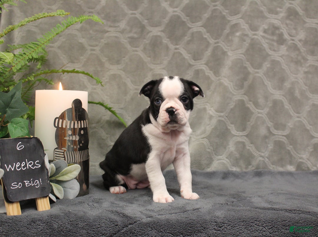Boston Terrier dogs for sale: Azure - Ad 8