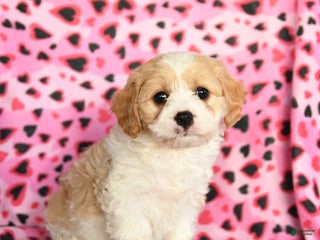 Cavachon dogs Biscuit - Ad 5