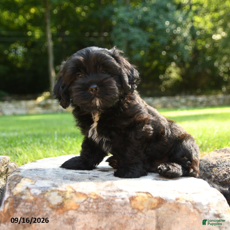 Shihpoo dogs Archie - Ad 2