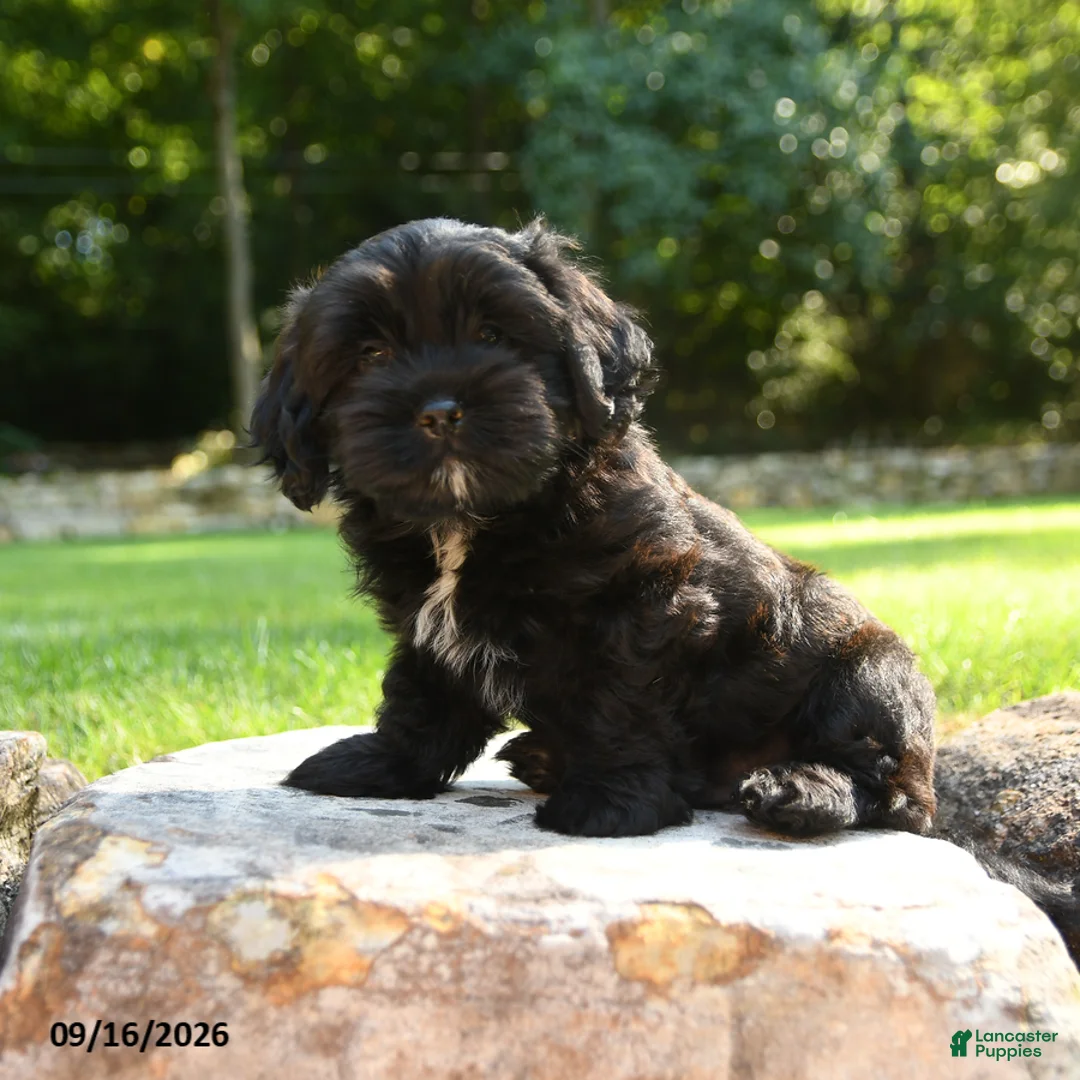 Shihpoo dogs for sale: Archie - Ad 2