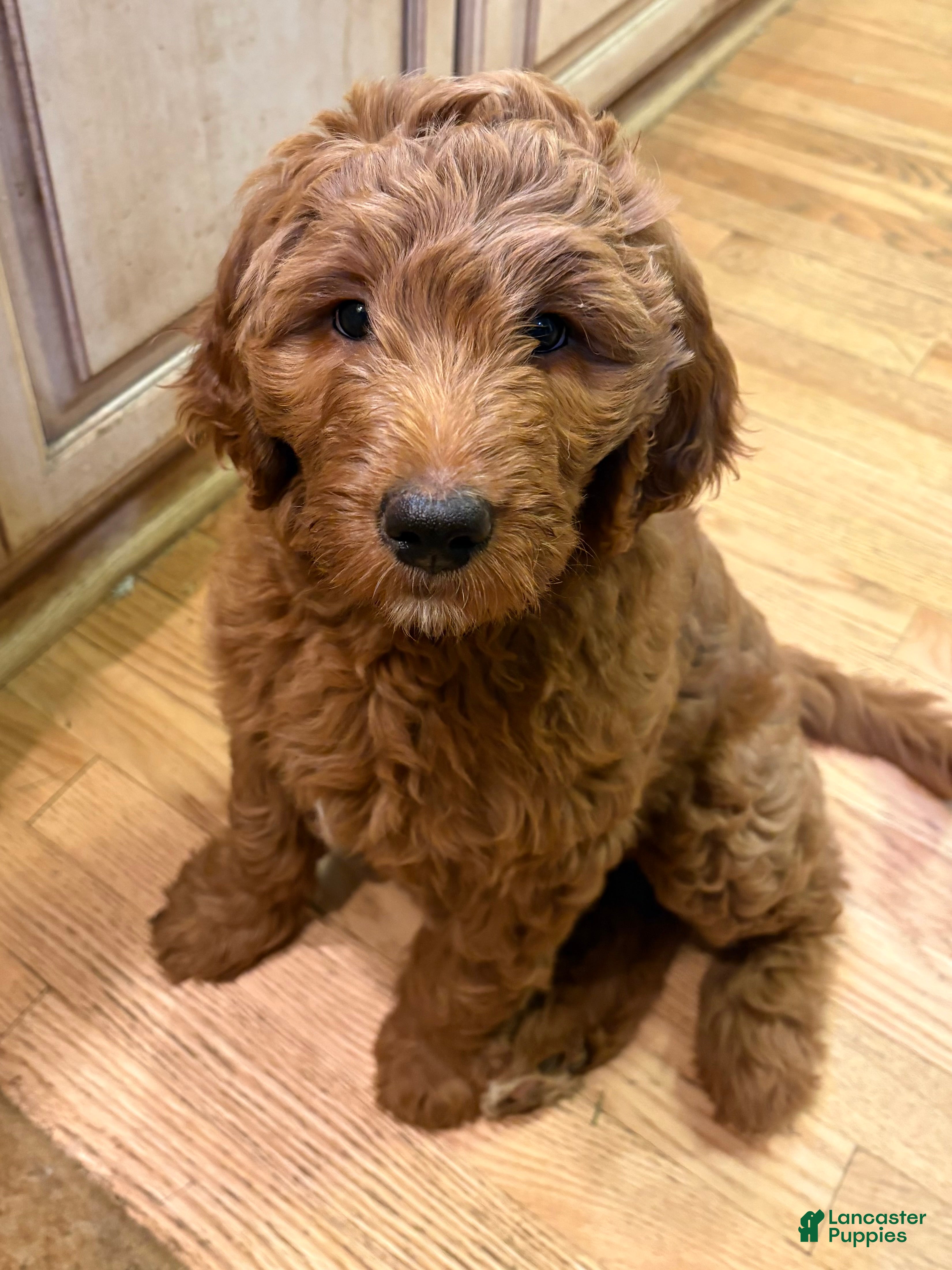 Goldendoodle dogs Jasmine  - Ad 1