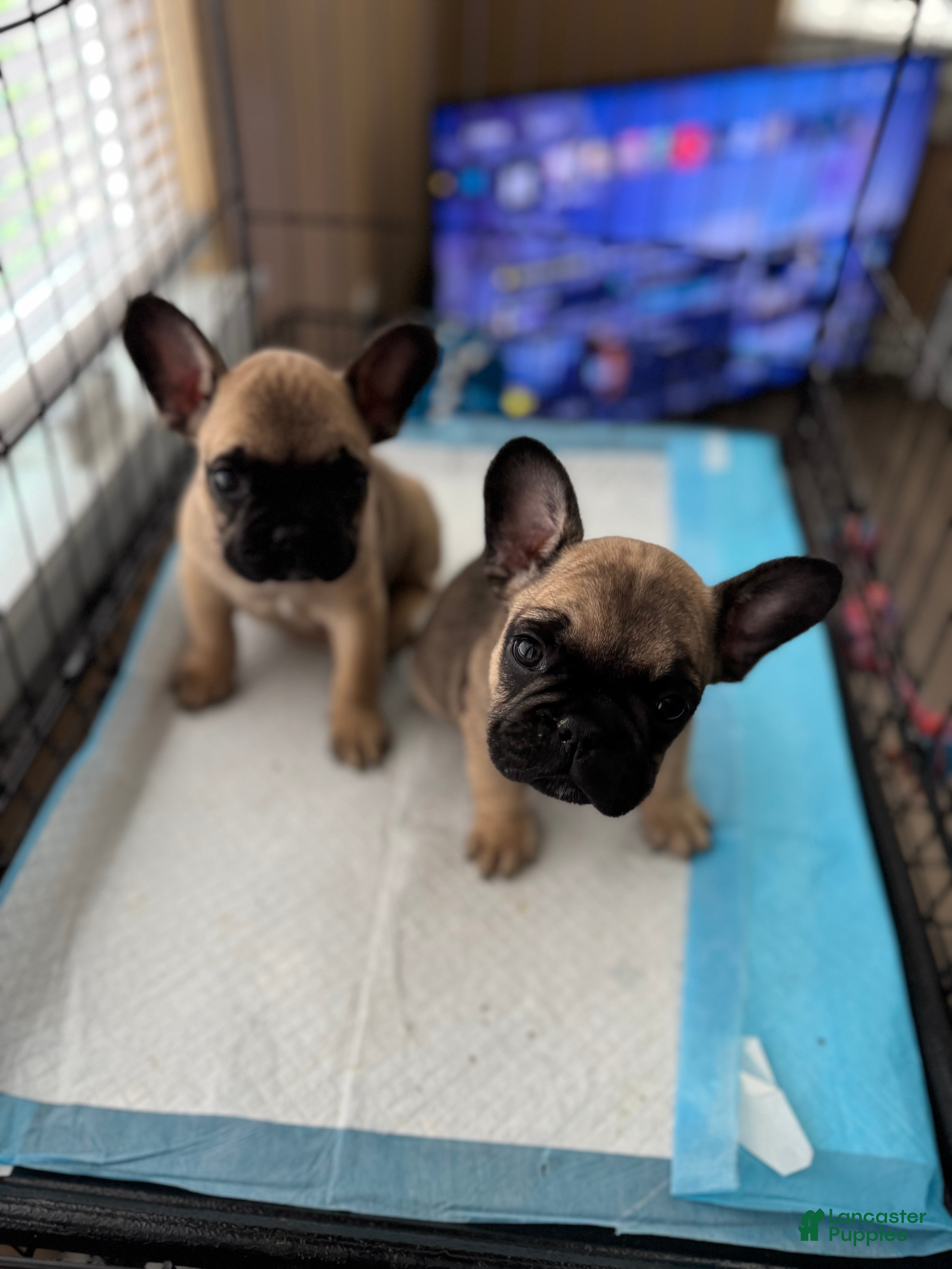 French Bulldog dogs French Bulldog Puppy 1 - Ad 14