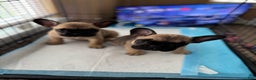 French Bulldog dogs for sale: French Bulldog Puppy 1 - Ad 1