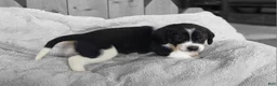Puggle dogs for sale: Bruiser - Ad 5