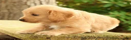Mini Goldendoodle dogs for sale: Michelle - Ad 6