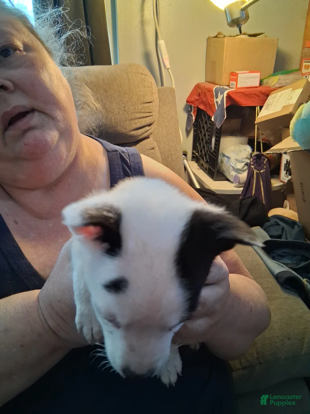 Mixed Breed dogs for sale: Mixed Breed Puppy 1 - Ad 4