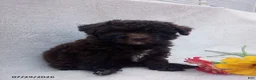 Toy Poodle dogs for sale: Twinkles - Ad 6