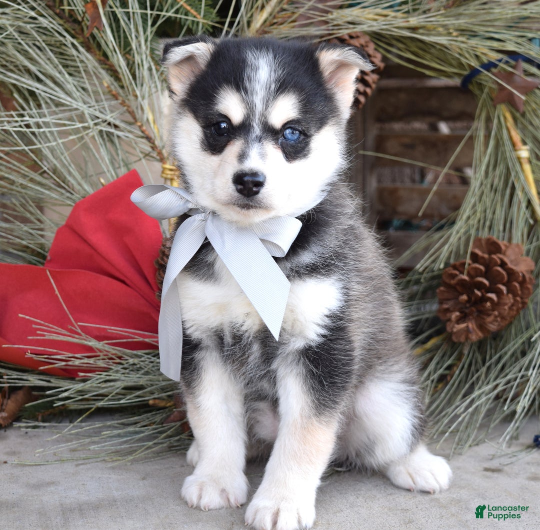 Pomsky dogs for sale: Skye - Ad 8