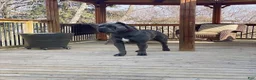 Cane Corso dogs for sale: Sentinel Soul Maybach-Solid Blue (North American Mastiff) - Ad 7