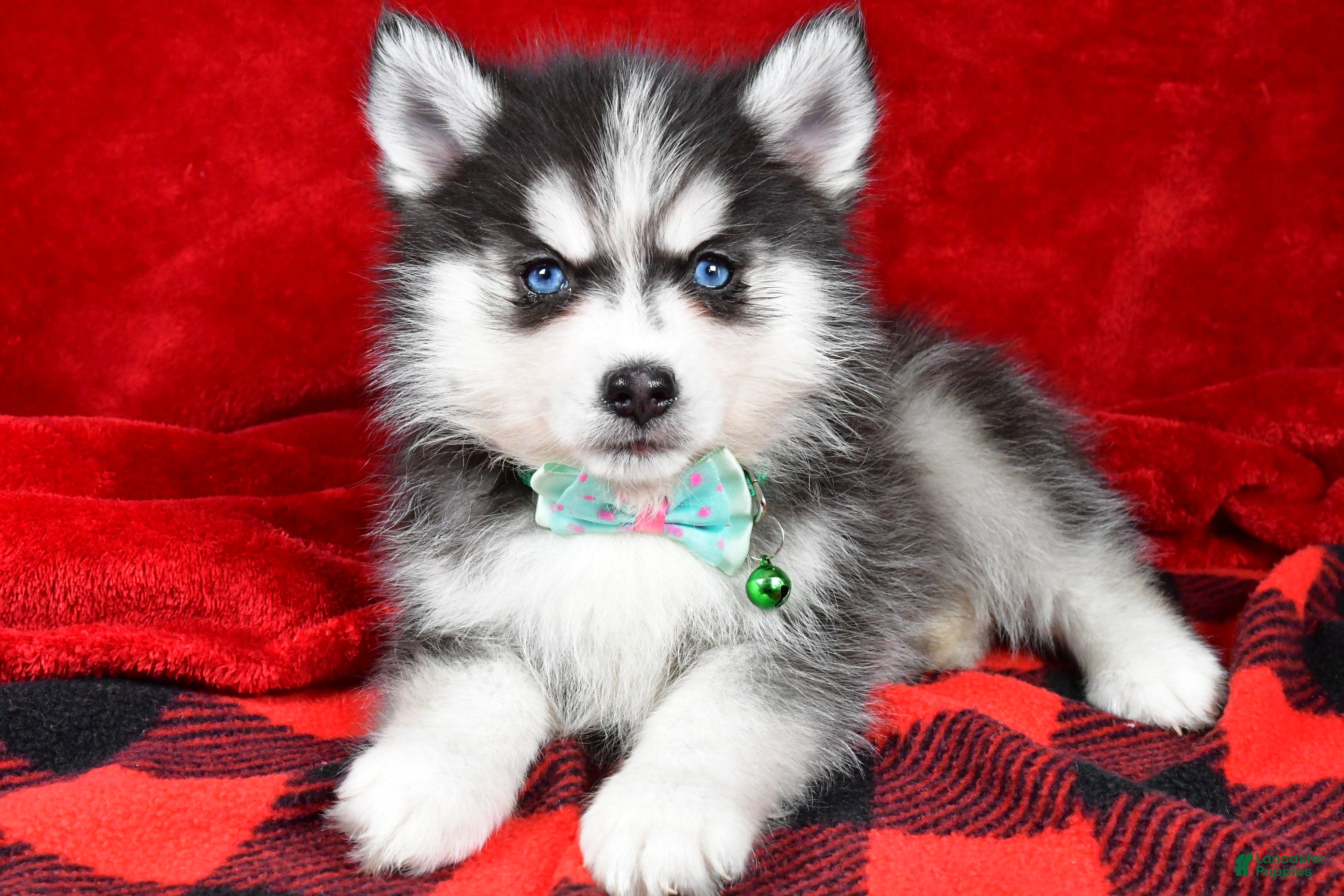 Pomsky dogs Vance - Ad 12