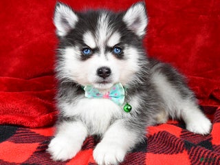 Pomsky dogs Vance - Ad 42