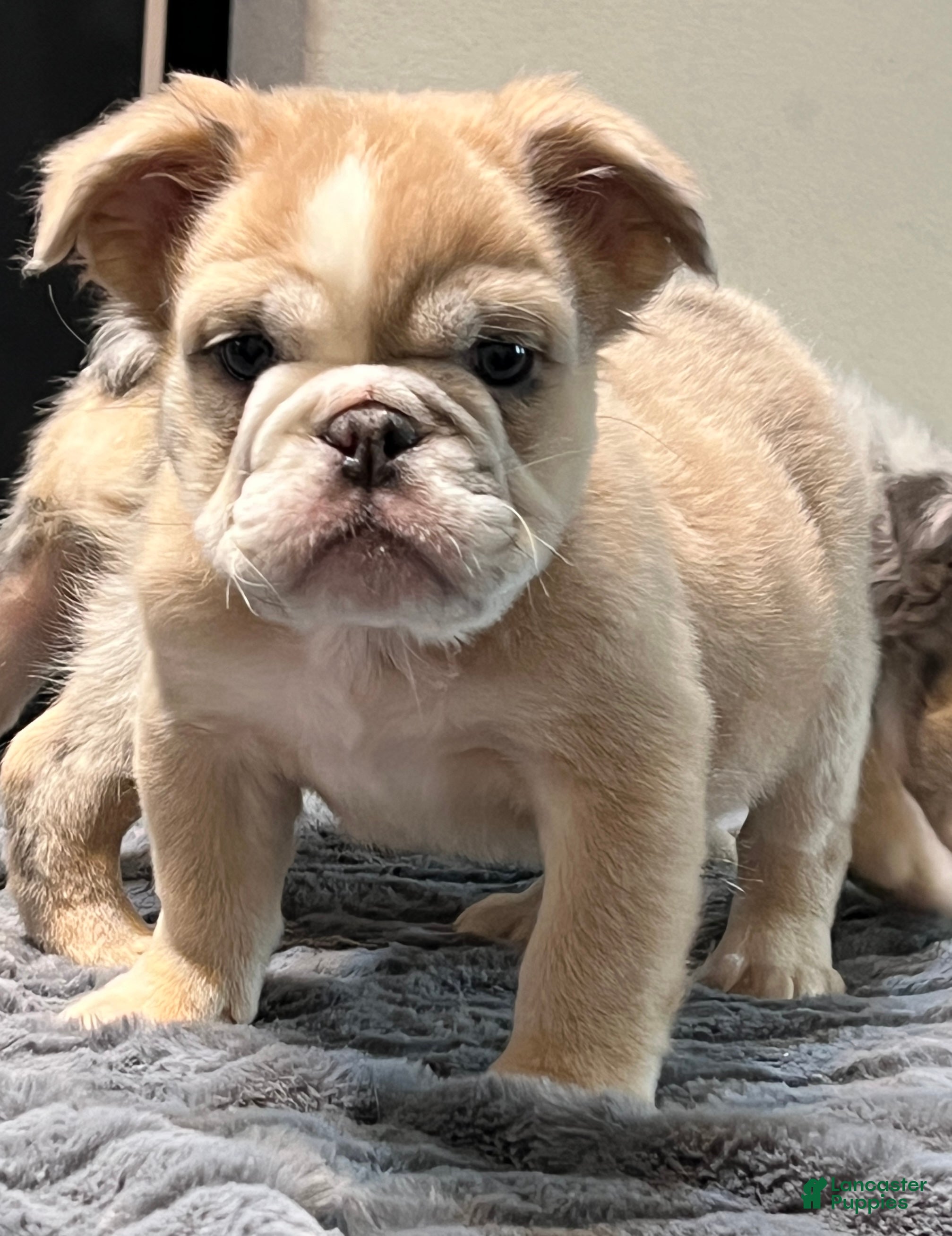 English Bulldog dogs Jane - Ad 3