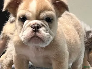 English Bulldog dogs Jane - Ad 3