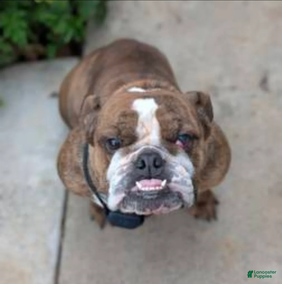 English Bulldog dogs for sale: English Bulldog female 11 months Puppy 1 - Ad 2