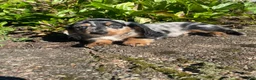 Miniature Dachshund dogs for sale: Buster - Ad 5