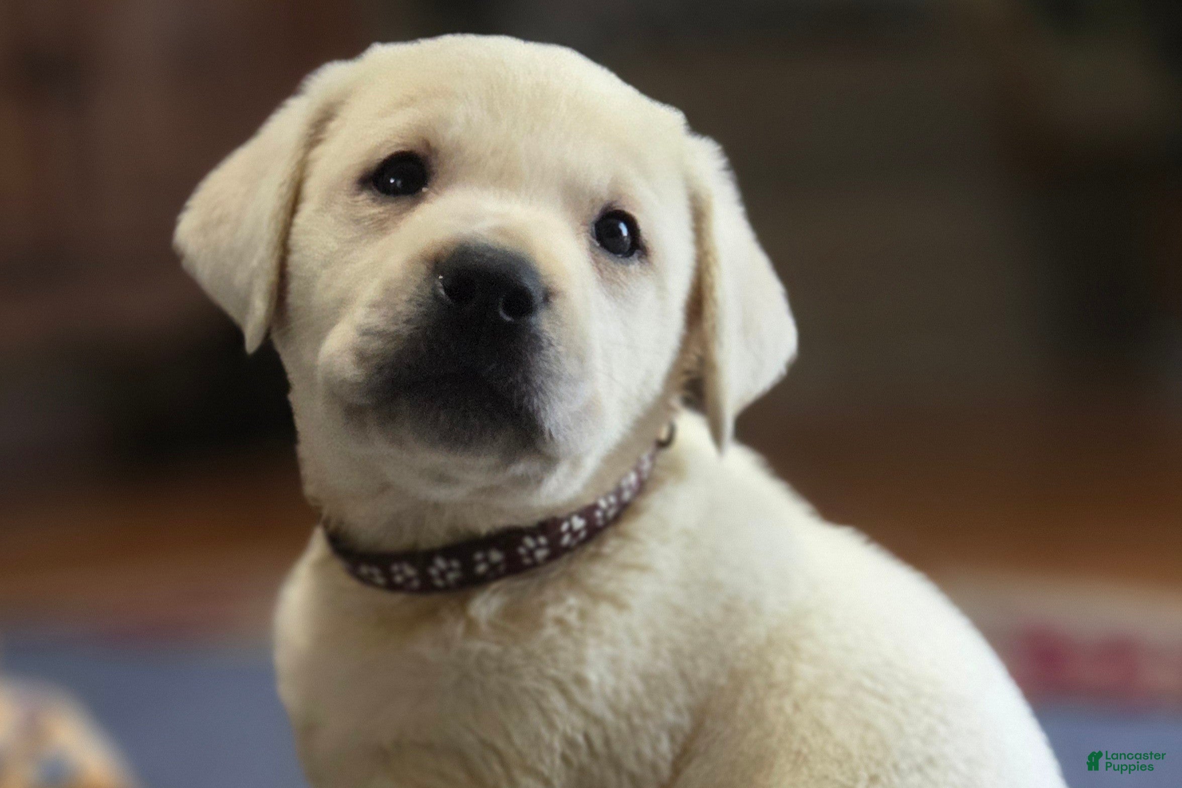 Labrador Retriever dogs Brown Collar - Ad 2