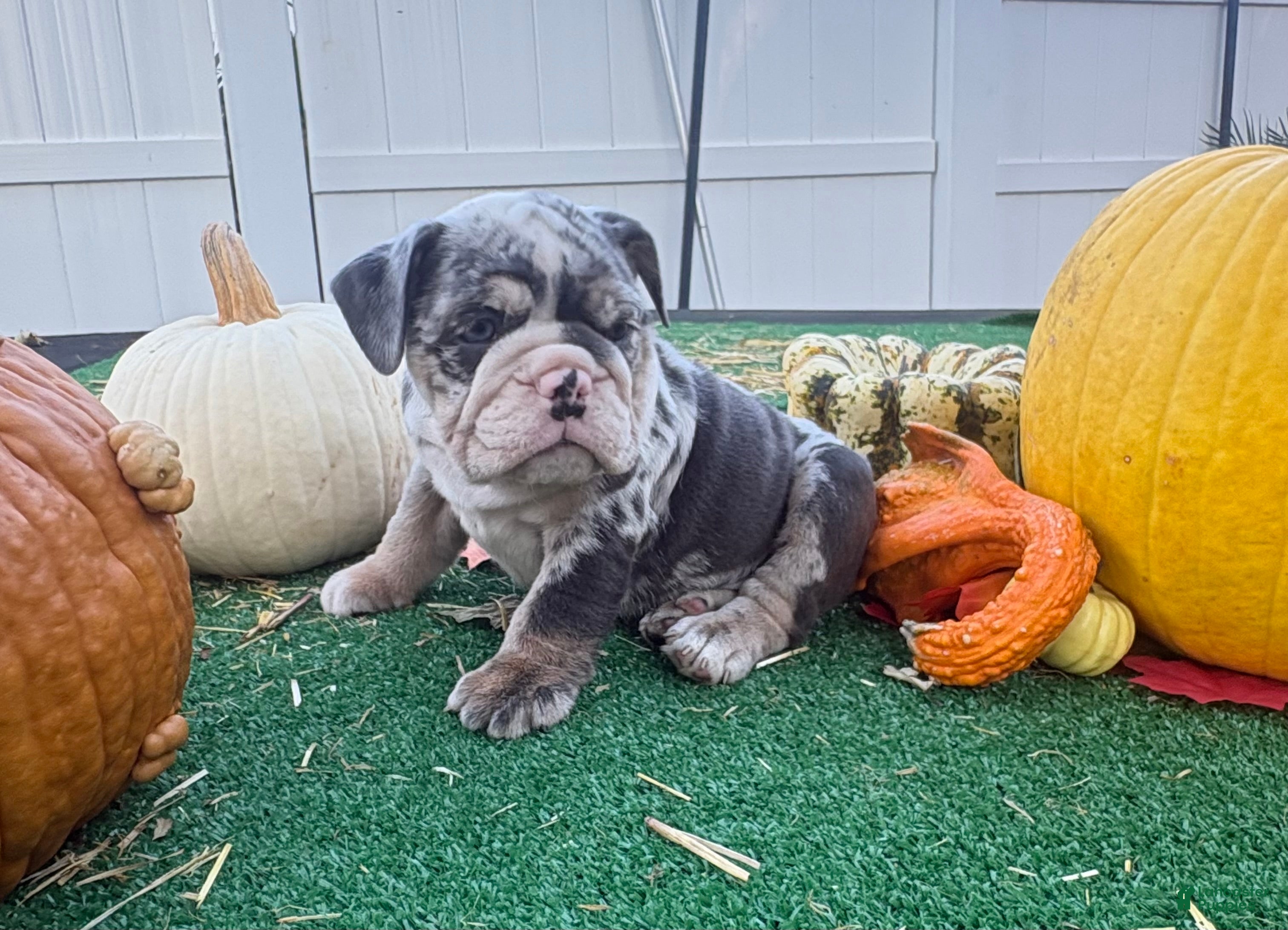 English Bulldog dogs for sale: Lucy - Ad 1