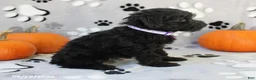 Yorkiepoo dogs for sale: Sage - Ad 3