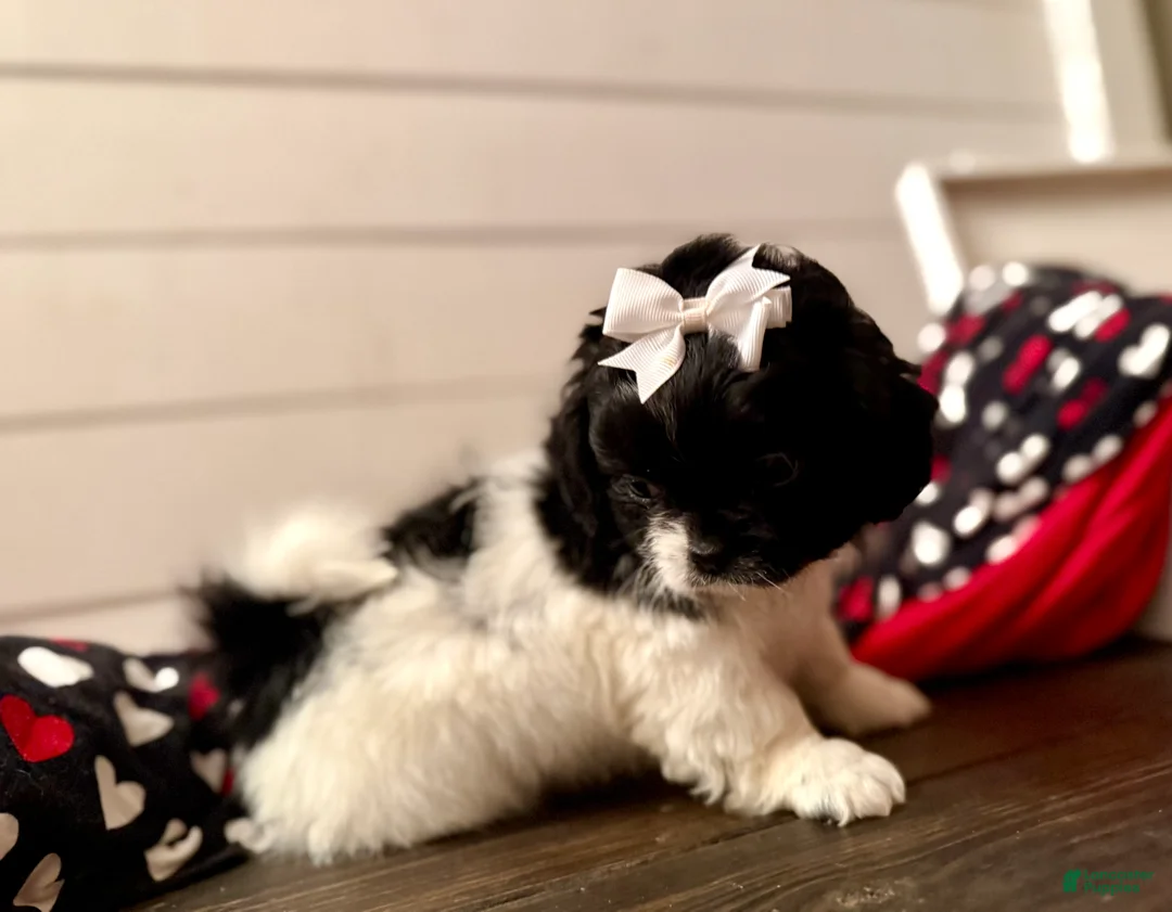 Shihpoo dogs for sale: Glinda  - Ad 22