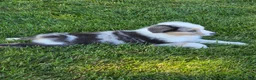 Australian Shepherd dogs for sale: Storm Ledger - Ad 3