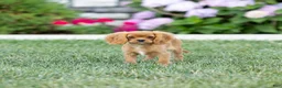 Cavalier King Charles Spaniel dogs for sale: Zephyr - Ad 3