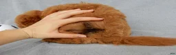 Mini Goldendoodle dogs for sale: Kenny - Ad 2